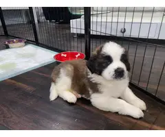 6 fullblooded Saint bernard puppies for sale