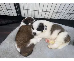 6 fullblooded Saint bernard puppies for sale - 2