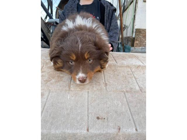 Red tri mini Aussie Puppies for sale Amarillo - Puppies for Sale Near Me