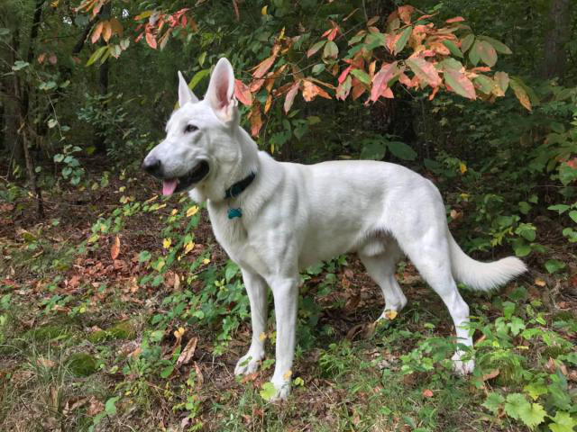 Beautiful AKC white German Shepherd puppies for sale in ...