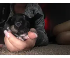3 little Chihuahua puppies looking for great homes - 6