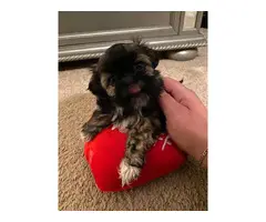 3 female Imperial Shih tzu puppies for sale - 1