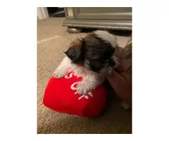 3 female Imperial Shih tzu puppies for sale - 3