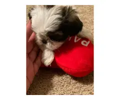 3 female Imperial Shih tzu puppies for sale - 4