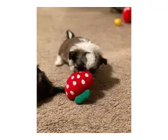 3 female Imperial Shih tzu puppies for sale - 5