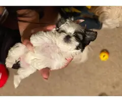 3 female Imperial Shih tzu puppies for sale - 8