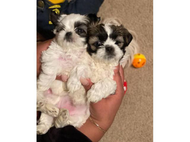 3 female Imperial Shih tzu puppies for sale Nashville