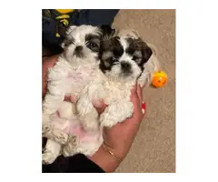 3 female Imperial Shih tzu puppies for sale - 9