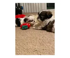 3 female Imperial Shih tzu puppies for sale - 11