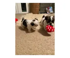 3 female Imperial Shih tzu puppies for sale - 12