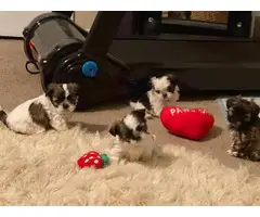 3 female Imperial Shih tzu puppies for sale - 13