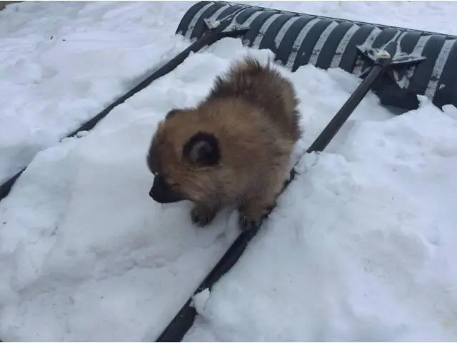 2 male Pomeranian puppies available