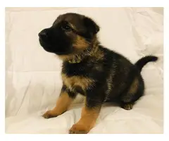 6 AKC Registered German Shepherd puppies for sale