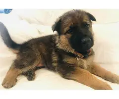 6 AKC Registered German Shepherd puppies for sale - 2