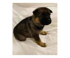 6 AKC Registered German Shepherd puppies for sale - 5