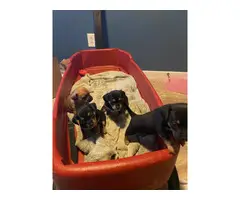 3 female left Chiweenie puppies - 2