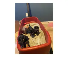 3 female left Chiweenie puppies - 3