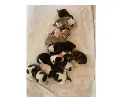 Litter of 10 American Bulldog puppies for sale - 5