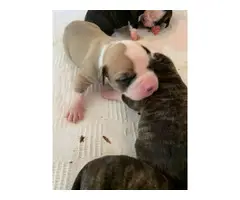 Litter of 10 American Bulldog puppies for sale - 6
