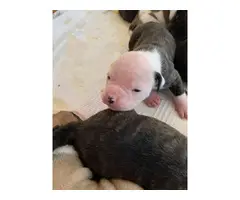 Litter of 10 American Bulldog puppies for sale - 8