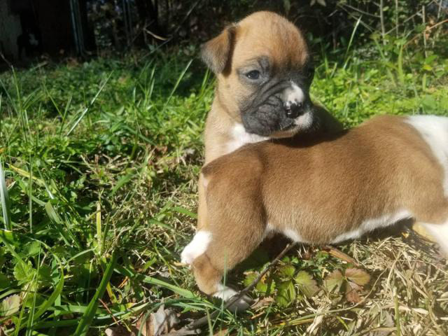 Full blooded fawn Boxer puppies in Charlotte, North