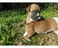Full blooded fawn Boxer puppies