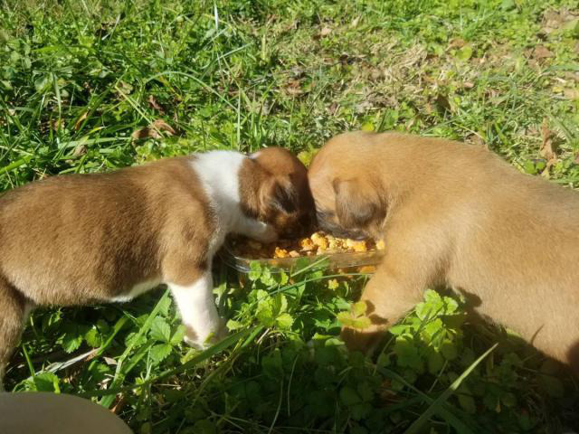 Full blooded fawn Boxer puppies in Charlotte, North Carolina - Puppies for Sale Near Me