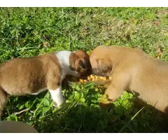 Full blooded fawn Boxer puppies - 2