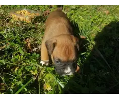 Full blooded fawn Boxer puppies - 4