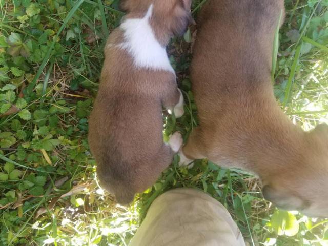 Full blooded fawn Boxer puppies in Charlotte, North Carolina - Puppies for Sale Near Me