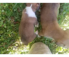 Full blooded fawn Boxer puppies - 5