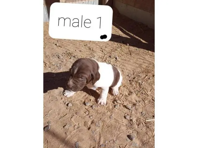 AKC German Shorthaired Pointers - 1/9