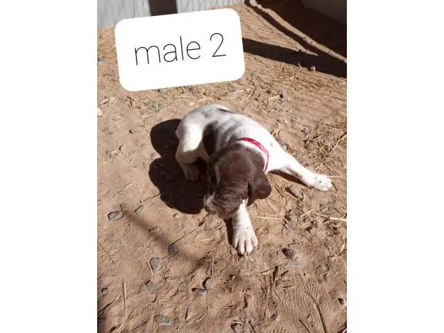 AKC German Shorthaired Pointers - 2/9