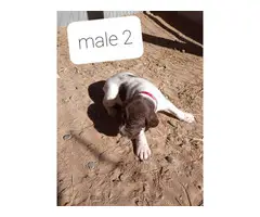 AKC German Shorthaired Pointers - 2