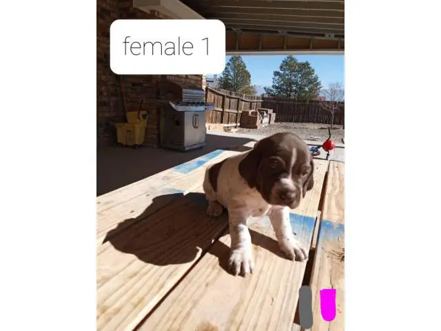 AKC German Shorthaired Pointers - 3/9