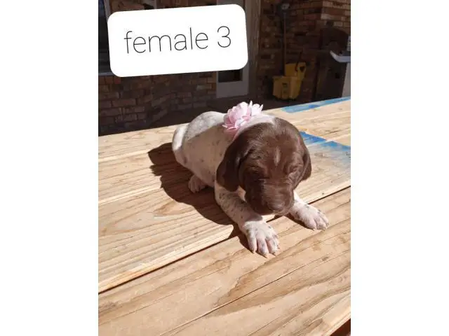 AKC German Shorthaired Pointers - 5/9
