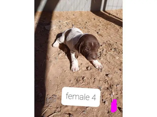 AKC German Shorthaired Pointers - 6/9