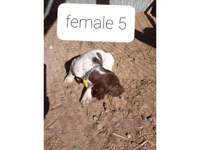 AKC German Shorthaired Pointers - 7/9