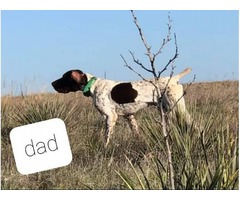 AKC German Shorthaired Pointers in Albuquerque, New Mexico ...