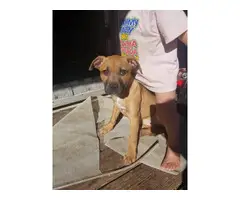 3 month old pitbull needs a forever home