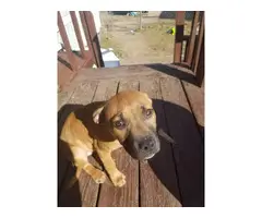 3 month old pitbull needs a forever home - 2
