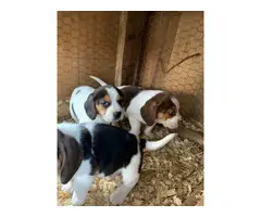 6 weeks old Beagle puppies