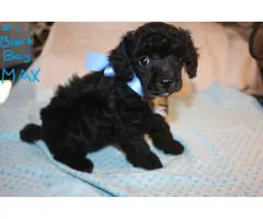 8 weeks old mini Poodle Puppies are ready for loving homes