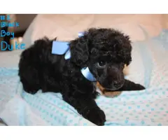 8 weeks old mini Poodle Puppies are ready for loving homes - 2