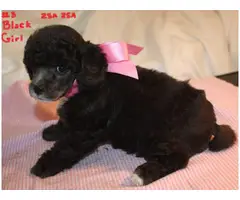 8 weeks old mini Poodle Puppies are ready for loving homes - 3