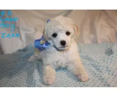 8 weeks old mini Poodle Puppies are ready for loving homes - 4
