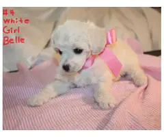 8 weeks old mini Poodle Puppies are ready for loving homes - 6