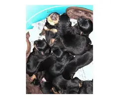 Litter of 8 German Rottweiler puppies for sale
