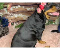Litter of 8 German Rottweiler puppies for sale - 3