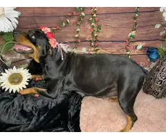 Litter of 8 German Rottweiler puppies for sale - 4